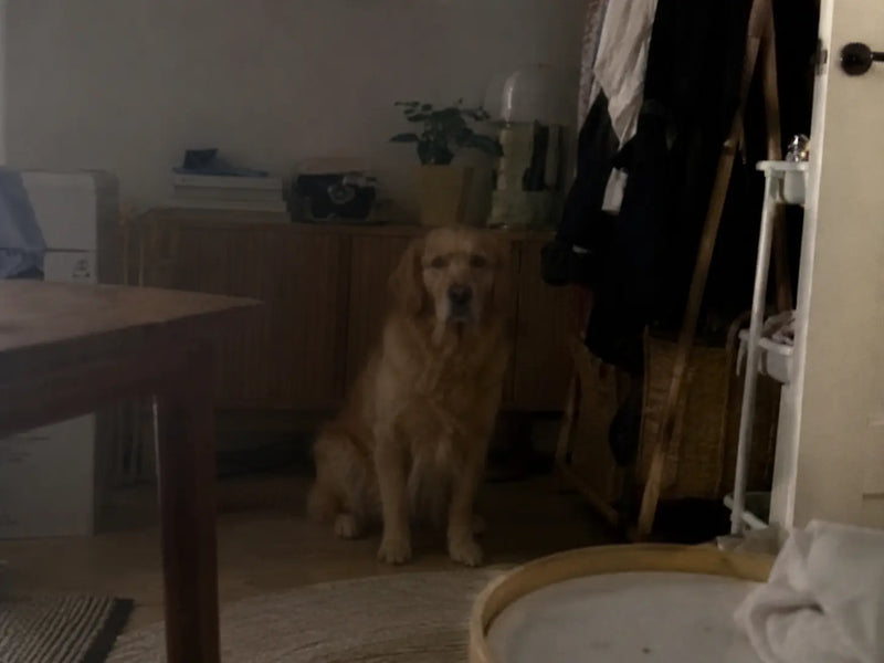 Example of a photo that is too dark or blurry